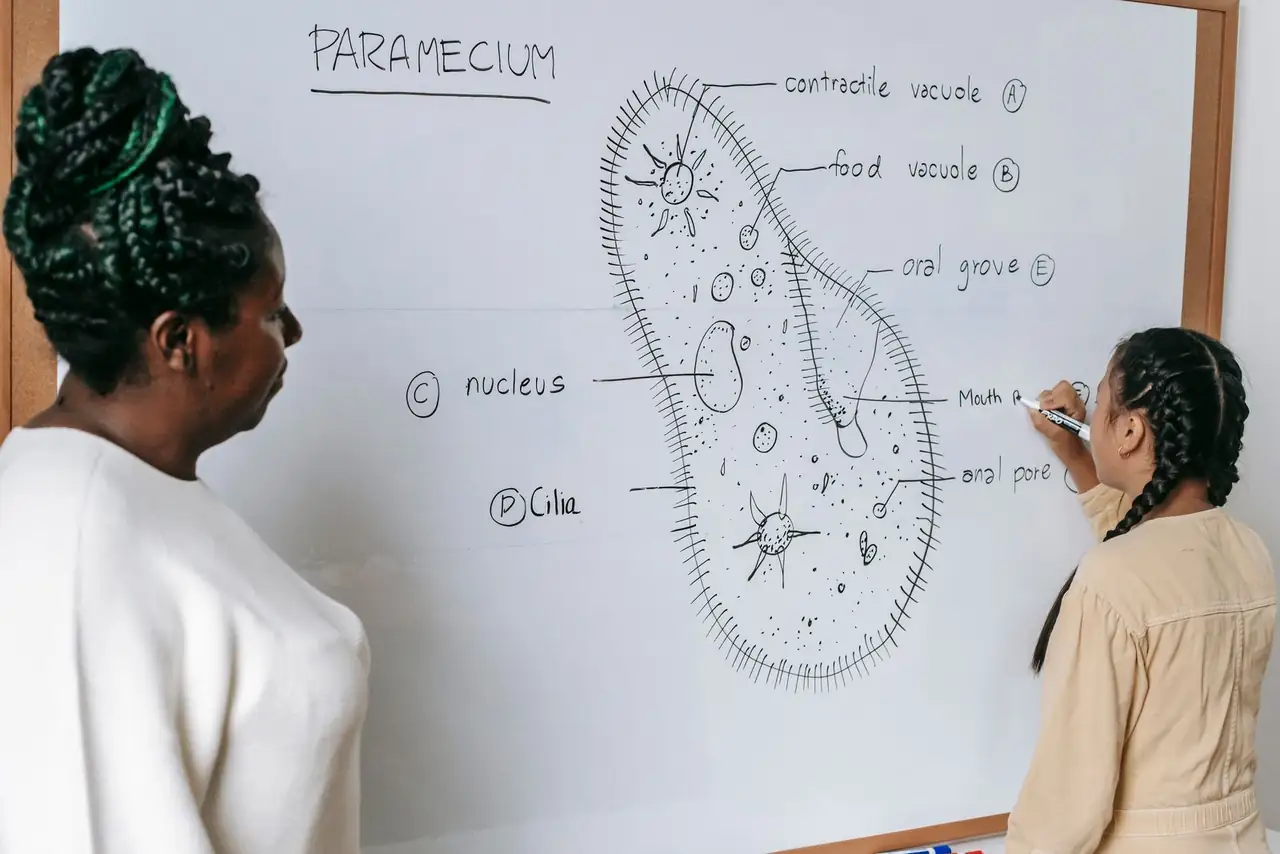 Side view of African American woman checking teen girl writing answer on whiteboard during biology lesson